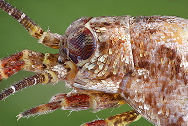 jumping bristletail lateral view Germany Europe