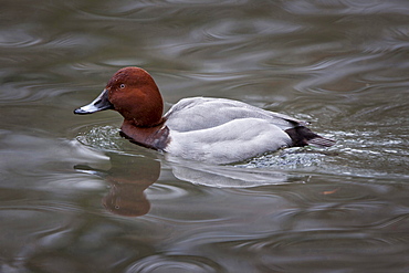 European pochard European pochard swimming in water portrait