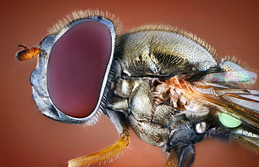 hoverfly portrait head thorax lateral view