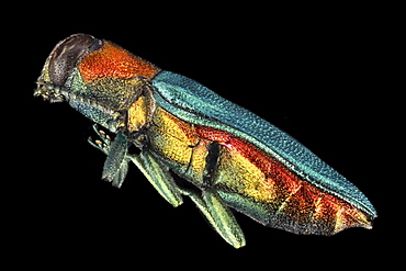 jewel beetle lateral view Germany Europe