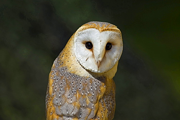 barn owl barn owl portrait