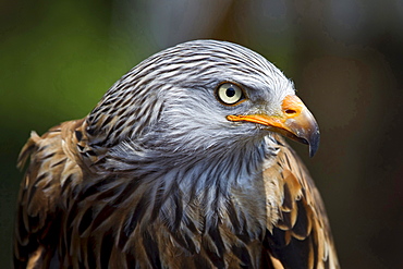 red kite red kite portrait