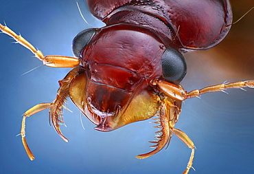 ground beetle portrait Germany Europe