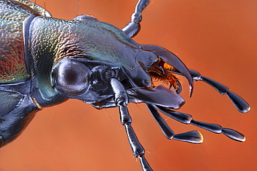 ground beetle portrait