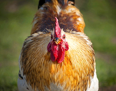 domestic cock portrait rooster drinking