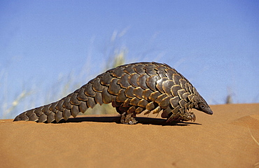 Cape pangolin
