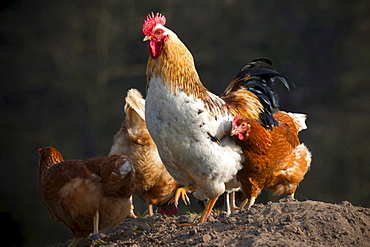 domestic cock chicken with rooster on a farm