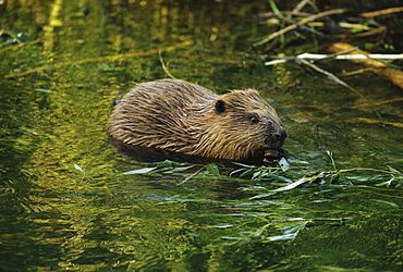 European beaver beaver feeding in water Saxony Germany