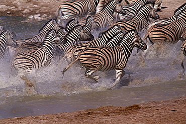 zebra Namibia Africa