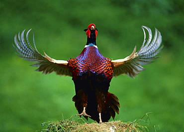 ring-necked pheasant