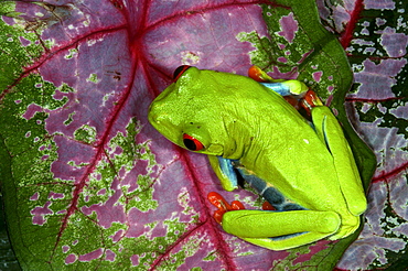 orange-eyed tree frog or red-eyed tree frog orange-eyed tree frog or red-eyed tree frog Costa Rica Central America