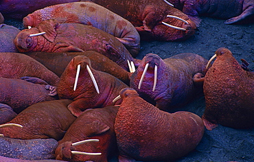 walrus male group lying close to each other