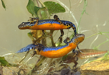 alpine newt amphibians newt