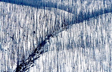 burned mountain forest in winter