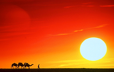 camel caravan at sunset Nature Scenery Spain Canary Islands Fuerteventura Spain Canary Islands