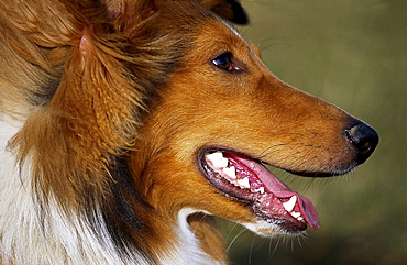 collie