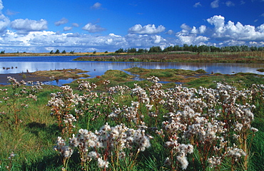 sea aster