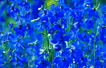 delphinium blue flowers