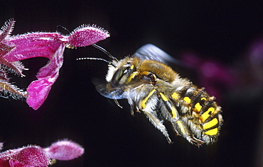 leafcutter bees or wool carder bees mason bee flying