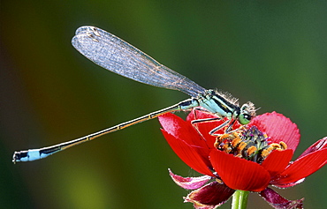 azur damselfly resting on blossom