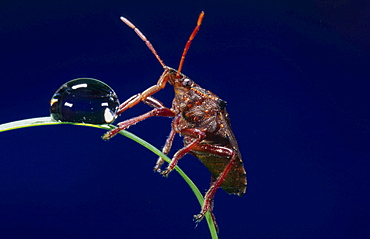 shield bug drinking