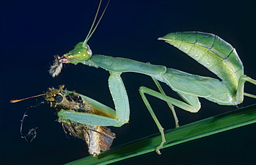 European mantis