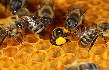 honey bee bee filling pollen into honeycomb