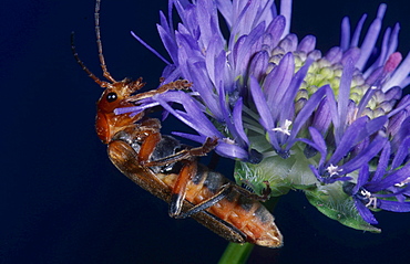 common red soldier beetle soldier beetle flower