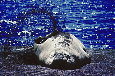 Southern elephant seal bull bathing in sand