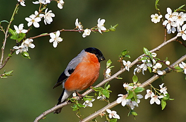 bullfinch scarlet grosbeak bullfinch scarlet grosbeak bullfinch