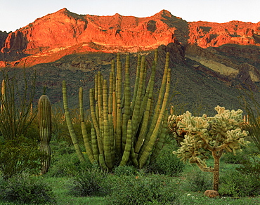 organpipe saguaro and cholla cacti with sunset light in Ajo Mountains Organ Pipe Cactus National Monument Arizona USA  