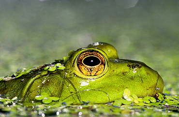 bull frog American bullfrog portrait frog in water