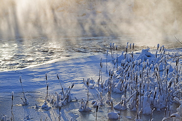 common cattail covered with snow in wintertime at misty riverside Sweden Scandinavia Europe