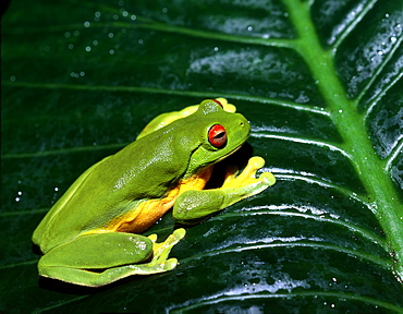 orange-eyed tree frog or red-eyed tree frog red-eyed tree frog on leaf portrait (Agalychnis callidryas)