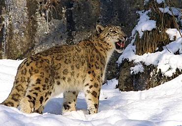 snow leopard standing in snow with mouth opened behaviour