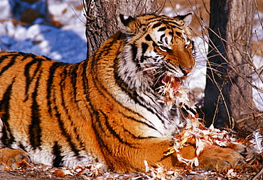 Siberian tiger China Asia