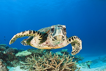 hawksbill turtle hawksbill turtle swimming over coral reef portrait front view (Eretmochelys imbricata)