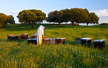 honey bee beekeeper in protective clothing working with honeycomb individual outdoors horizontal format Extremadura Spain Europe (Apis mellifera)