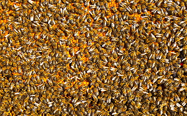 honey bee many bees honeybees on honeycomb close-up horizontal format Extremadura Spain Europe (Apis mellifera)