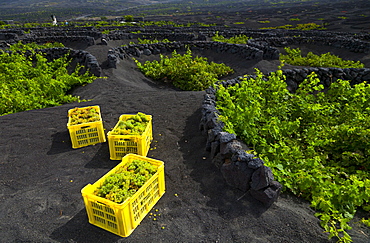 vine Malvasia grapes harvested in three yellow boxes in vineyard with plants growing on volcanic soil outdoors La Geria Isla Lanzarote Province Las Palmas Canary Islands Spain Europe (Vitis vinifera)