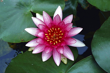 water lily water lily