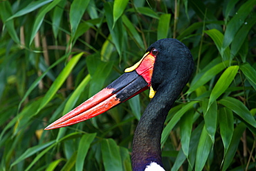 saddlebill-stork saddle-billed stork head portrait Tierpark Hagenbeck Hamburg Germany Europe (Ephippiorhynchus senegalensis)