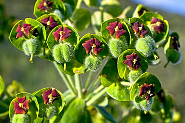 Mediterranean spurge spurge subspecies Euphorbia characias characias toxic Sant Llorenvß de Montgai Noguera Lleida Catalonia Spain (Euphorbia characias)