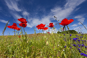 corn poppy or field poppy poppy flowering red flowers in a field Hiddensee Mecklenburg-Western Pomerania Germany Europe (Papaver rhoeas)