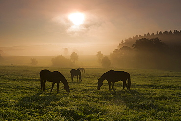 horse three horses in withdrawing fog at sunrise on pasture Saxony Germany Europe (Equus przewalskii caballus)