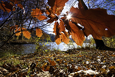 tree oak fall leaves colored autumn Thuringia Germany Europe