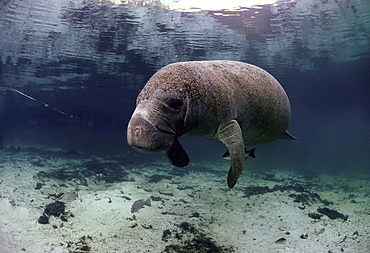 Florida manatee gray snapper sheltering under manatee animal community underwater Crystal River Florida USA