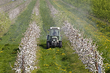 apple tree fruit trees apple trees with blossoms on field agriculture tractor spraying insecticide Lower Saxony Germany (Malus)