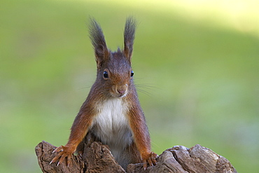 red squirrel or Eurasian red squirrel red squirrel portrait squirrel on tree stump winter Germany (Sciurus vulgaris)