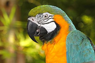 blue-and-yellow macaw blue-and-yellow macaw portrait of adult (Ara ararauna)